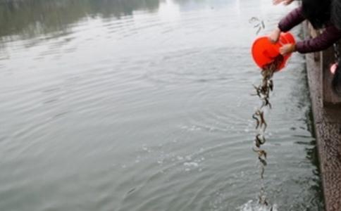 教你怎樣放生有好效果、好福報