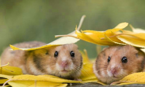 動植物和山水的靈氣你知道多少？