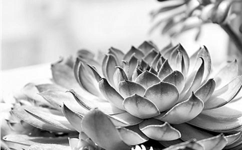 放生切不可急功近利！