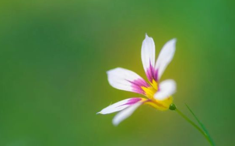 求解脫得自性即是極樂