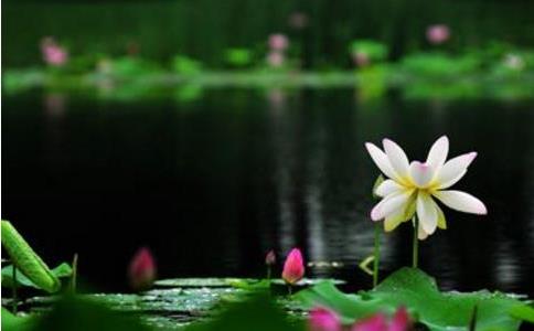 國王為拯濟人民，投河自殺轉世成魚肉供百姓充飢