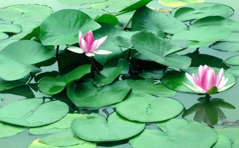 探討放生的緣起