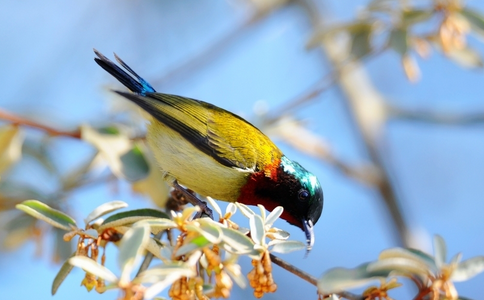 居士談放生的幾個注意事項