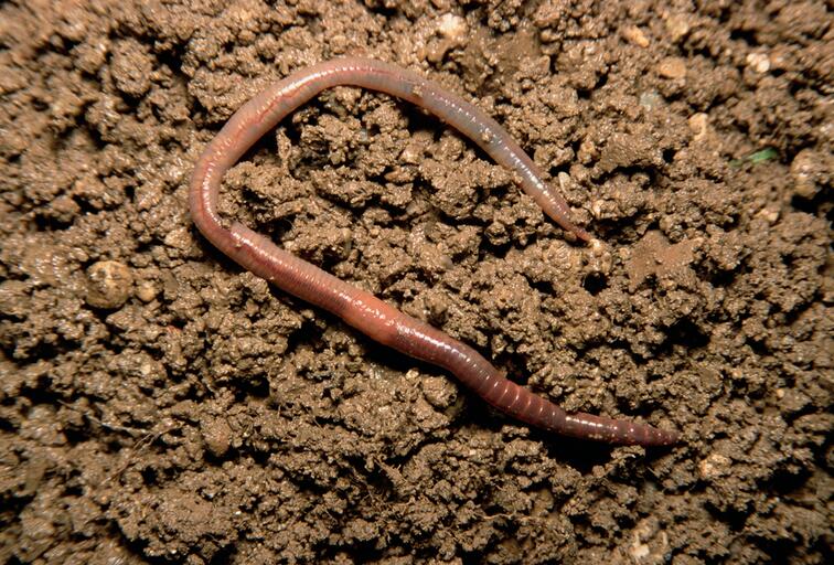 放生揀來的蚯蚓