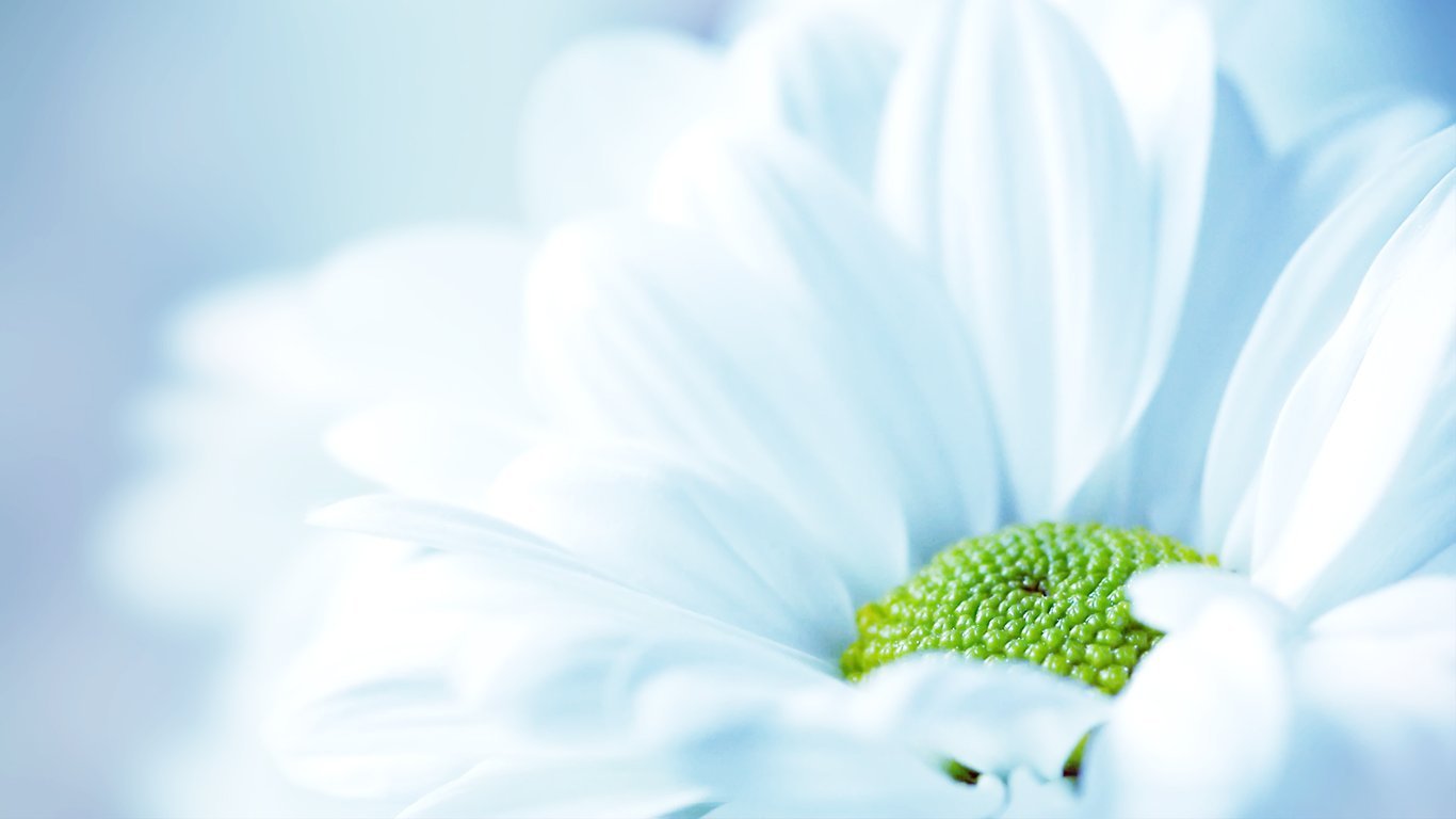 一夜心急須發變白