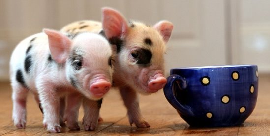 英國剛出生的迷你豬，僅有茶杯大小