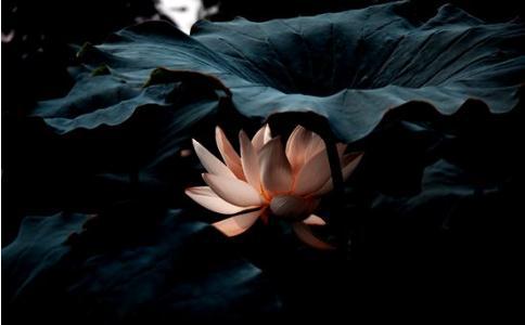 心生則種種法生，心滅則種種法滅