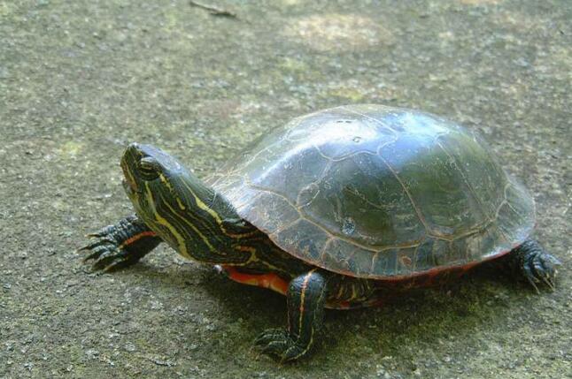 放生最好選擇本地龜