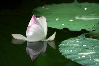 修凈土法門還可以誦楞嚴咒嗎？