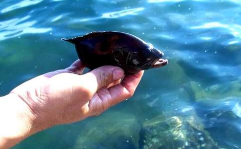 誰說放生一定要花錢？