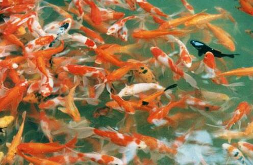 放生時需注意不同的魚