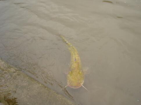 切不可將放生變殺生